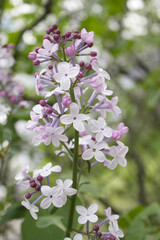 close up Lilac flowers in garden