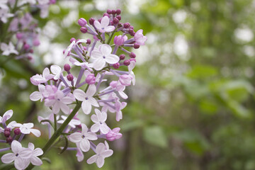 close up Lilac flowers in garden