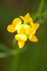 Birdsfoot Treefoil close up