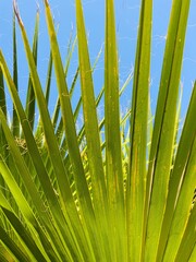 palm tree leaves