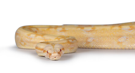 Obraz premium Head shot of young adult Albino Boa Constrictor snake. Isolated on white background.
