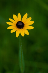 yellow flower growing wild
