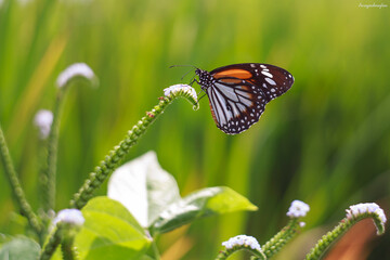beautiful butterfly on blur background 