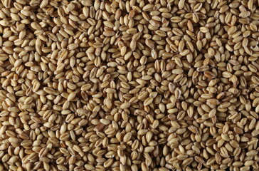 Wheat kernels, grain pile background and texture, backdrop