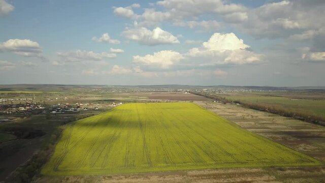 Aerial view of bright green agricultural farm field with growing rapeseed plants and distant village houses.