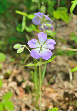 Wild geranium (Geranium eriostemon)