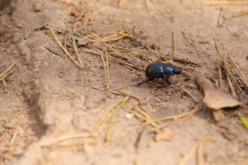 beetle on the ground