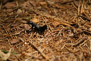 ants on the ground