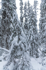 Stunning, white snow covered woods forest in northern Canada during winter time on a cloudy, cold day with whiteness surrounding the earth. 