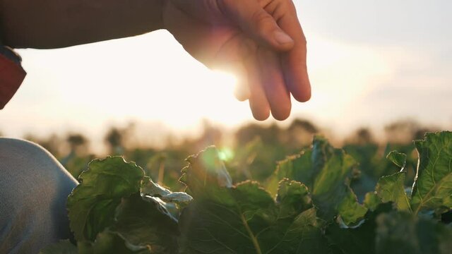 The man's hand is large. farmer in a field at sunset touches green leaves. Agriculture. Hand on green grass at sunset. Farmer's male hand.