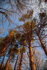 Play of colors in autumn