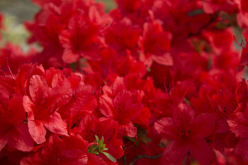 close-up red royal azalea blossoms