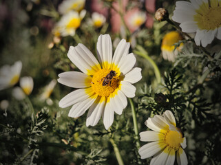 Closeup of a bee on a camomile daisy flower. Bee on a Marguerite flower.