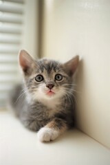 Fototapeta premium cute little gray kitten portrait on the windowsill.