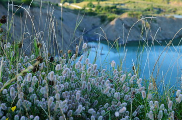 haresfoot clover or rabbitfoot clover ,Trifolium arvense