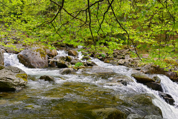 R&eacute;v&eacute;rence feuillue sur le torrent des cascades d'Ars &agrave; Aulus-les-Bains (09140), Ari&egrave;ge en Occitanie, France