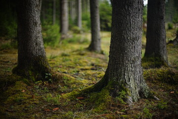 Tree trunks, roots with moss. Large tree trunks covered with moss and lichen. Non urban scene. Relaxation in the forest.