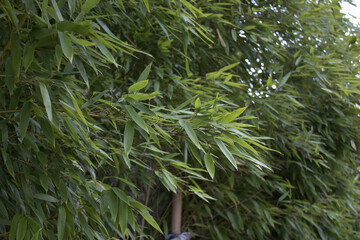 green bamboo leaves and forest.
