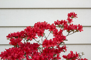 red royal azalea on white line background