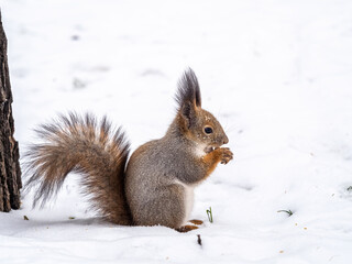 Naklejka na ściany i meble The squirrel with nut funny sits on its hind legs on the pure white snow in winter