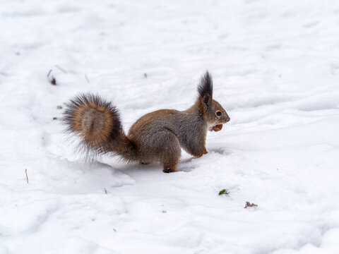 The squirrel sits on white snow with nut in winter. © Дмитрий Поташкин