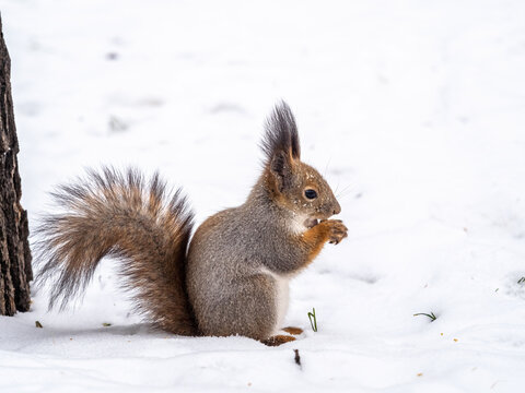 The squirrel with nut funny sits on its hind legs on the pure white snow in winter © Dmitrii Potashkin