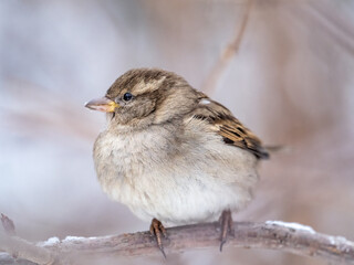 Sparrow sits on a branch without leaves.