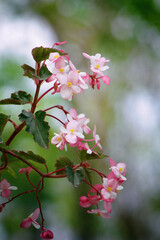 A flower cannot blossom without sunshine, and man cannot live without love