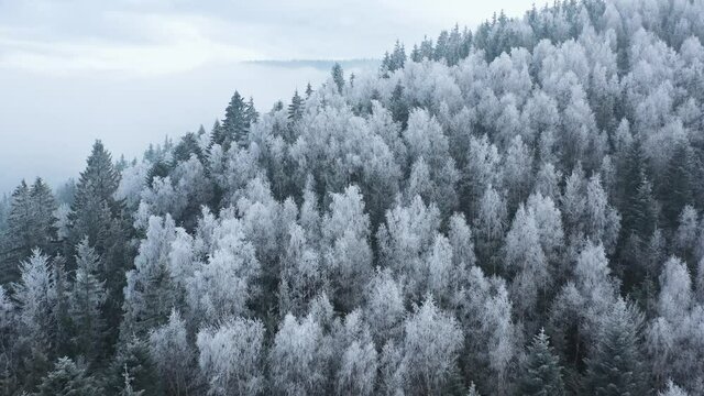 Flight over a fabulous snow-covered forest on the slopes of the mountains