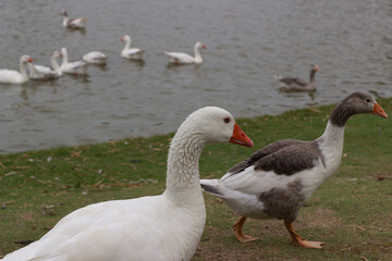 Naklejka na ściany i meble Wild white geese by the lake.