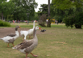 Obraz premium Wild white geese and pigeons in a city park.