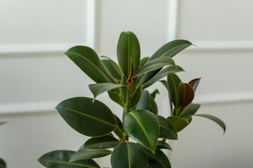 plant in the window