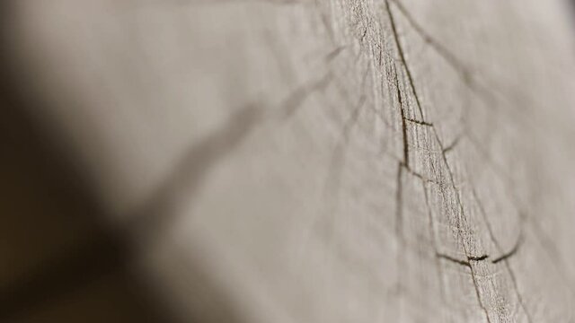 The round edge of the cut log, wooden texture. Action. Close up of cut ree trunk surface, concept of carpentry. 