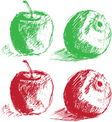 Vector illustration: a set of drawn apples in the form of a pencil sketch. Apples drawn schematically and graphically in pencil.