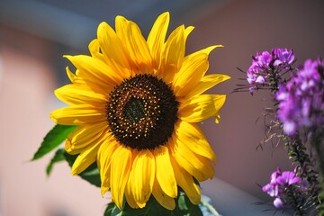 Obraz premium sunflower in the garden