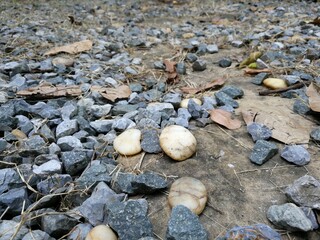 stones on the beach, Stone paving Go back garden