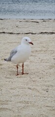 seagull on the beach