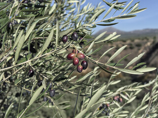 Close up olive tree branch with ripe olives ready for harvesting