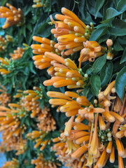 Pyrostegia venusta or Orange trumpet flowers