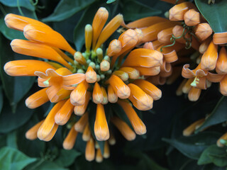 Pyrostegia venusta or Orange trumpet flowers