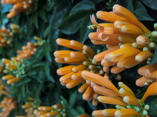 Pyrostegia venusta or Orange trumpet flowers