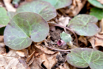 Asarum europaeum flower in the wood.