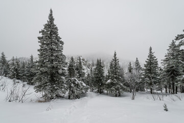 a trail stretching into the distance through a fabulous snow covered forest