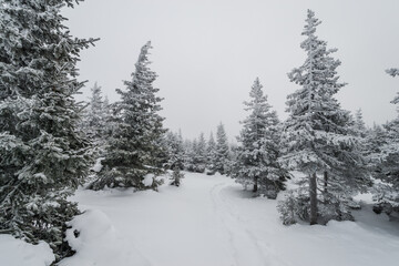 a trail stretching into the distance through a fabulous snow covered forest