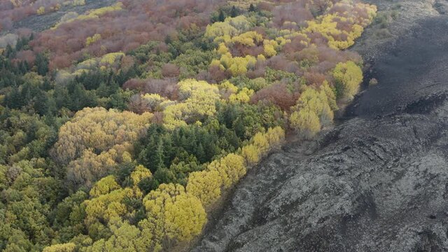 Scenic aerial shoot of autumn on Etna volcano in Sicily, Italy. Birches, secular oaks, holm oaks, turkey oaks, beeches and maples with typical autumn colors with lava flows.