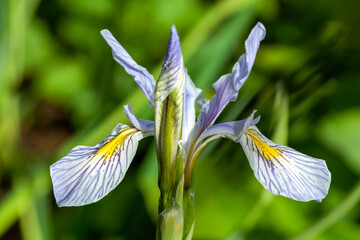 Obraz na płótnie Canvas Iris missouriensis a spring flowering plant with a blue purple springtime flower commonly known as Missouri flag or western blue flag, stock photo image