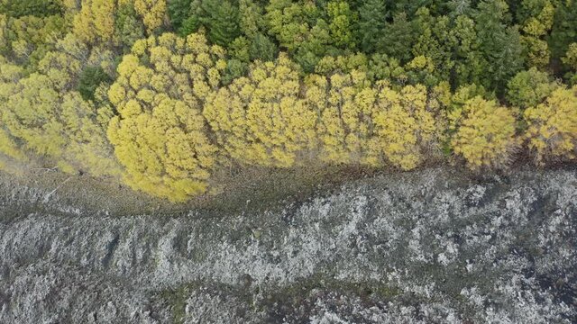Scenic aerial shoot of autumn on Etna volcano in Sicily, Italy. Birches, secular oaks, holm oaks, turkey oaks, beeches and maples with typical autumn colors with lava flows.