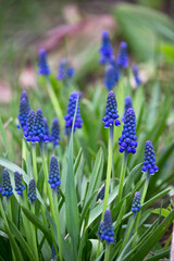 blue hyacinth flower
