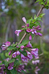 flowers in the garden