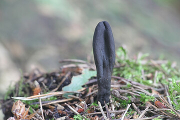 Geoglossum umbratile, also called Geoglossum nigritum, Plain Earthtongue, wild fungus from Finland